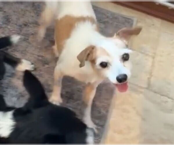 Medium Photo #2 Dachshund-Unknown Mix Puppy For Sale in Weston, FL, USA