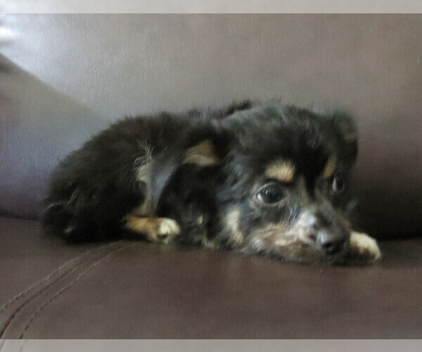 Medium Photo #21 Chihuahua Puppy For Sale in HAYES, VA, USA