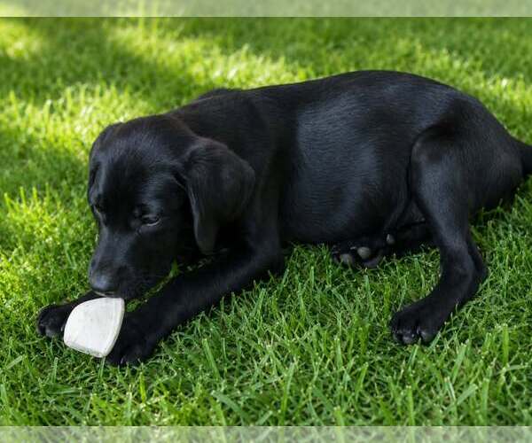 Medium Photo #1 Labrador Retriever-Unknown Mix Puppy For Sale in Oakhurst, NJ, USA