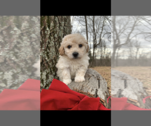 Poochon Puppy for sale in PRINCETON, KY, USA