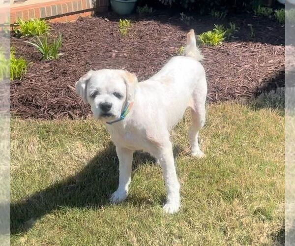 Medium Photo #1 Shih Tzu-Unknown Mix Puppy For Sale in Greenville, SC, USA