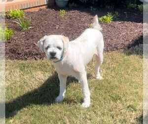 Shih Tzu-Unknown Mix Dogs for adoption in Greenville, SC, USA