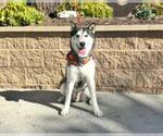 Small #1 Siberian Husky