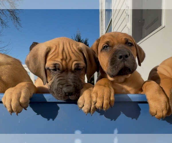 Medium Photo #5 Cane Corso Puppy For Sale in MARION, OH, USA