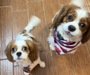 Father of the Cavalier King Charles Spaniel puppies born on 07/01/2025