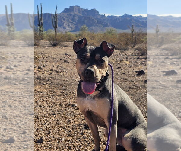 Medium Photo #16 Rus-A-Pei Puppy For Sale in Chandler, AZ, USA