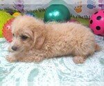 Small #7 Maltipoo