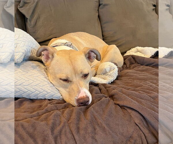 Medium Photo #19 American Pit Bull Terrier-Unknown Mix Puppy For Sale in Fargo, ND, USA