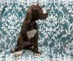 Small #7 Great Dane