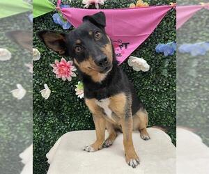 Chipin Dogs for adoption in Grasswood, Saskatchewan, Canada