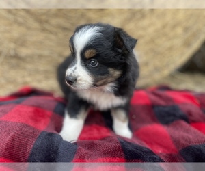 Australian Shepherd Puppy for sale in DRUMMONDS, TN, USA