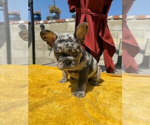 Medium French Bulldog