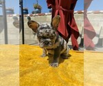 Puppy Puppy 3 French Bulldog