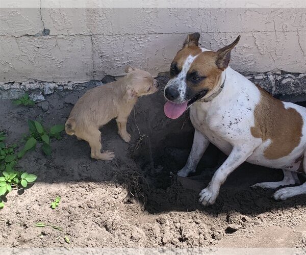 Medium Photo #6 Mutt Puppy For Sale in Sanford, FL, USA