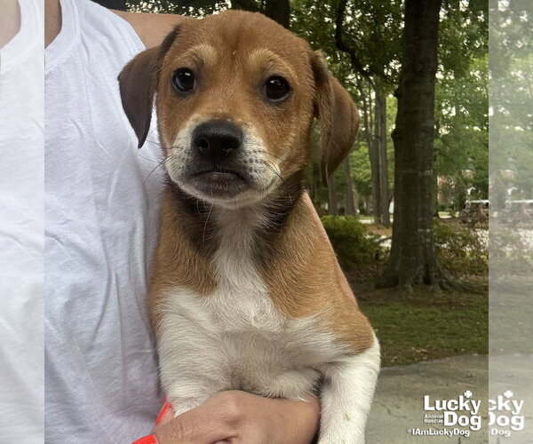 Medium Photo #1 Doxle Puppy For Sale in Washington, DC, USA