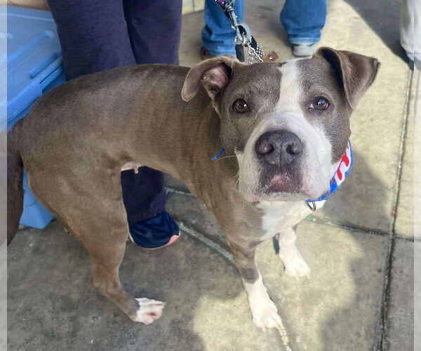 Medium Photo #5 Mutt Puppy For Sale in Mount Laurel, NJ, USA