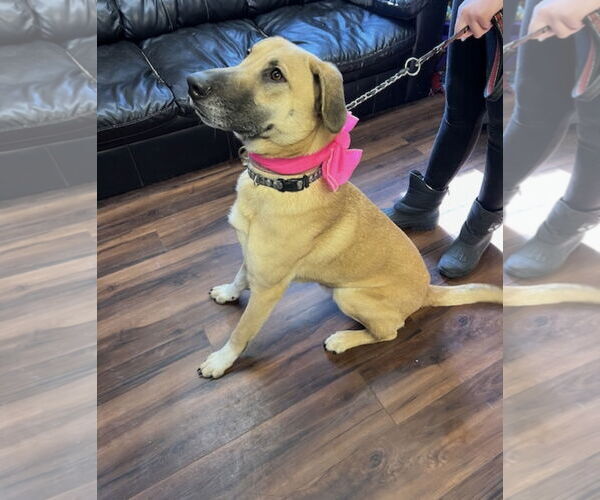 Medium Photo #13 Mutt Puppy For Sale in Mt. Laurel, NJ, USA