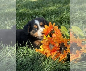 Miniature Bernedoodle Puppy for sale in LONGMONT, CO, USA