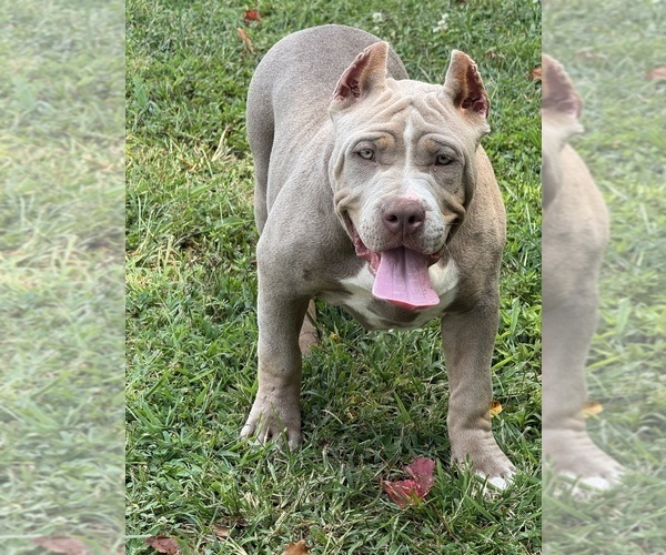 Medium Photo #3 American Bully Puppy For Sale in FRANKLIN, KY, USA