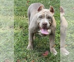 Small #2 American Bully
