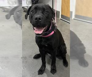 Mutt Dogs for adoption in Forestville, MD, USA