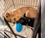 Small #2 Mutt