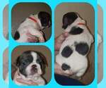 Small Photo #7 French Bulldog Puppy For Sale in CLINTON, IA, USA