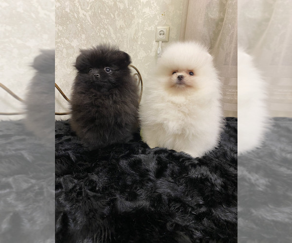 Medium Photo #3 Pomeranian Puppy For Sale in Chisinau, Chisinau Municipality, Moldova