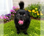 Small #1 Chihuahua Mix