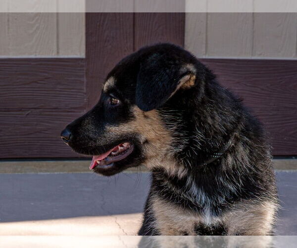 Medium Photo #8 Huskies -Unknown Mix Puppy For Sale in Lake Forest, CA, USA