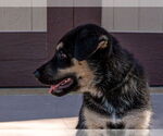 Small #7 Huskies  Mix