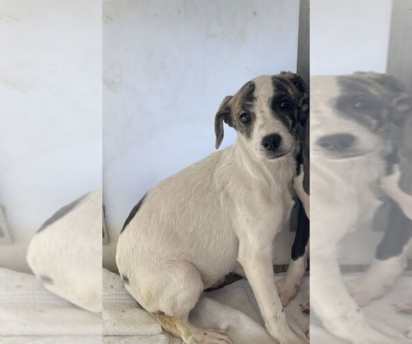 Medium Photo #6 Mutt Puppy For Sale in Bolivar, MO, USA