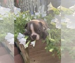Small #2 Boston Terrier