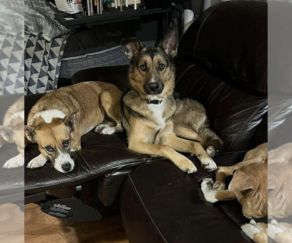 Medium Photo #3 German Shepherd Dog-Unknown Mix Puppy For Sale in Spring Lake, NC, USA