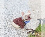 Small Photo #7 French Bulldog Puppy For Sale in ADAMS, TN, USA