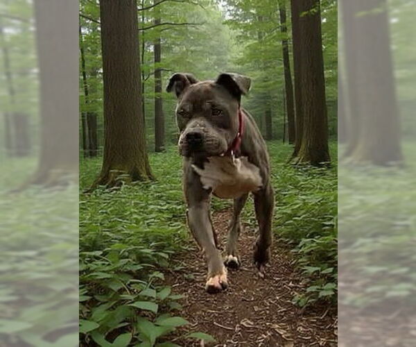 Medium Photo #6 Mutt Puppy For Sale in Rustburg, VA, USA