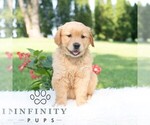 Small #3 Golden Retriever