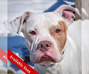 Bulloxer Dogs for adoption in Huntley, IL, USA
