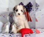 Small Photo #7 Aussie-Poo Puppy For Sale in BOUSE, AZ, USA