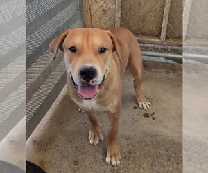 Waddles - Male Mutt Dog for Adoption - Photo #2
