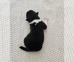 Small #1 Akita