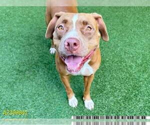 American Pit Bull Terrier Dogs for adoption in West Palm Beach, FL, USA
