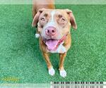 Small American Pit Bull Terrier