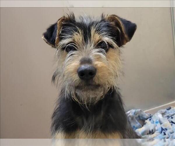 Medium Photo #1 Mutt Puppy For Sale in Martinez, CA, USA