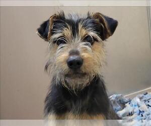 Mutt Dogs for adoption in Martinez, CA, USA