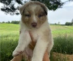 Puppy Daisy Australian Shepherd