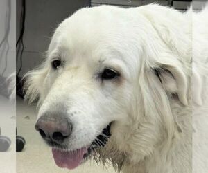 Great Pyrenees Dogs for adoption in Spring, TX, USA