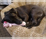 Small #8 Labrador Retriever Mix