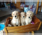 Small Photo #3 Goldendoodle Puppy For Sale in JEDDO, MI, USA