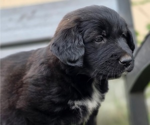 Goberian Puppy for Sale in FERNDALE, Washington USA